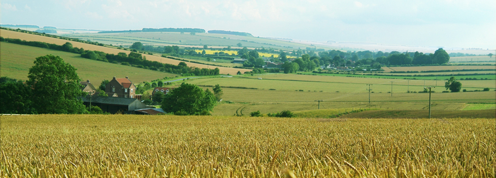 Fields of Wheat - Driffield