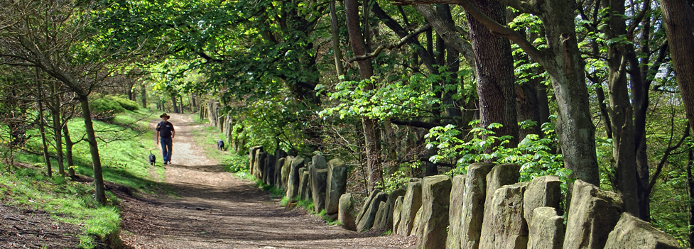 A gravel path lined with trees - Otley