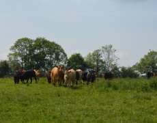 Butt Farm Caravan and Campsite Butt Farm Caravan and Campsite